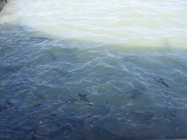 big mullet and milkfish